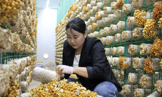 宁县：食用菌产业“多点开花”乡村振兴“菇”舞人心