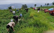 长庆桥镇特色种植铺就富民强村路