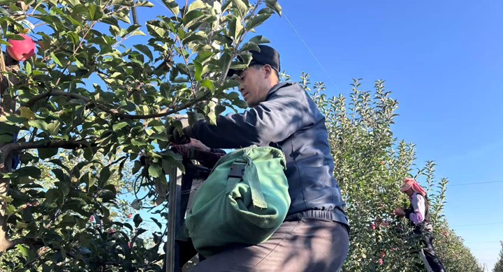 庆阳正洋苹果基地5000亩晚熟富士苹果抢收进行时
