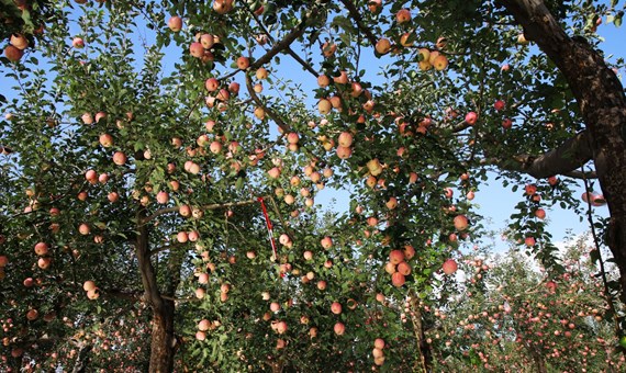 宁县：苹果收获季 采摘分拣忙