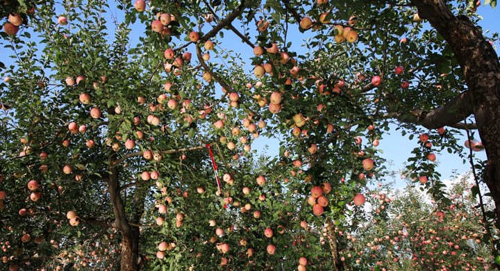 宁县：苹果收获季 采摘分拣忙