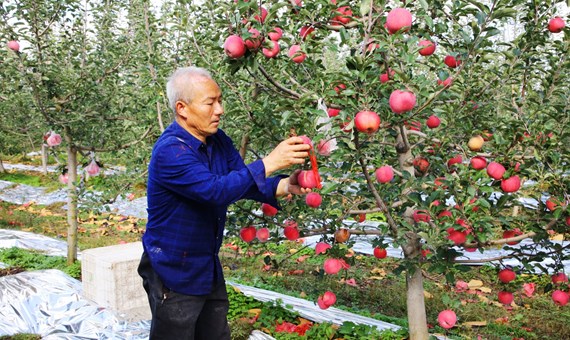 宁县：秋收季绘就产业振兴新图景