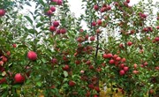 宁县:“苹”添秋色“果”飘香