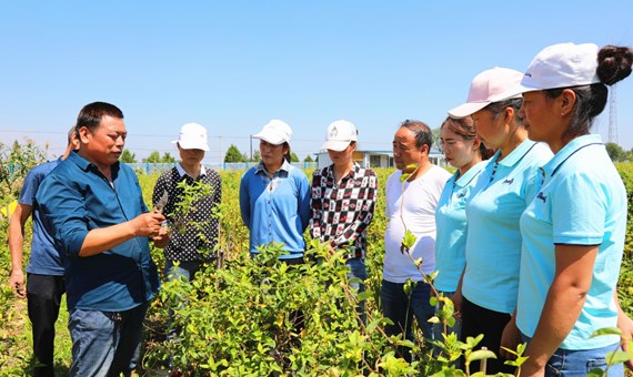 党建引领促发展 金银花开富民生 ——宁县坚持以党建引领金银花产业振兴