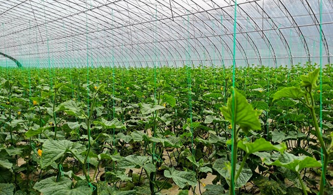 设施提档 特色增效 宁县瓜菜产业“双轮驱动”促振兴