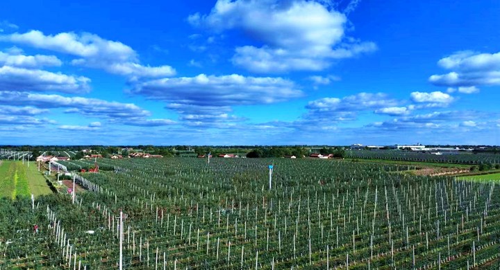 公益金润“金果” 老区振兴焕新颜 ——中央专项彩票公益金助力宁县苹果产业振兴纪实