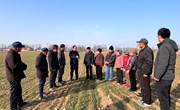 宁县春管服务到田 精准施策护航夏粮丰收