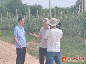 宁县金农公司车厘子迎来成熟采摘季
